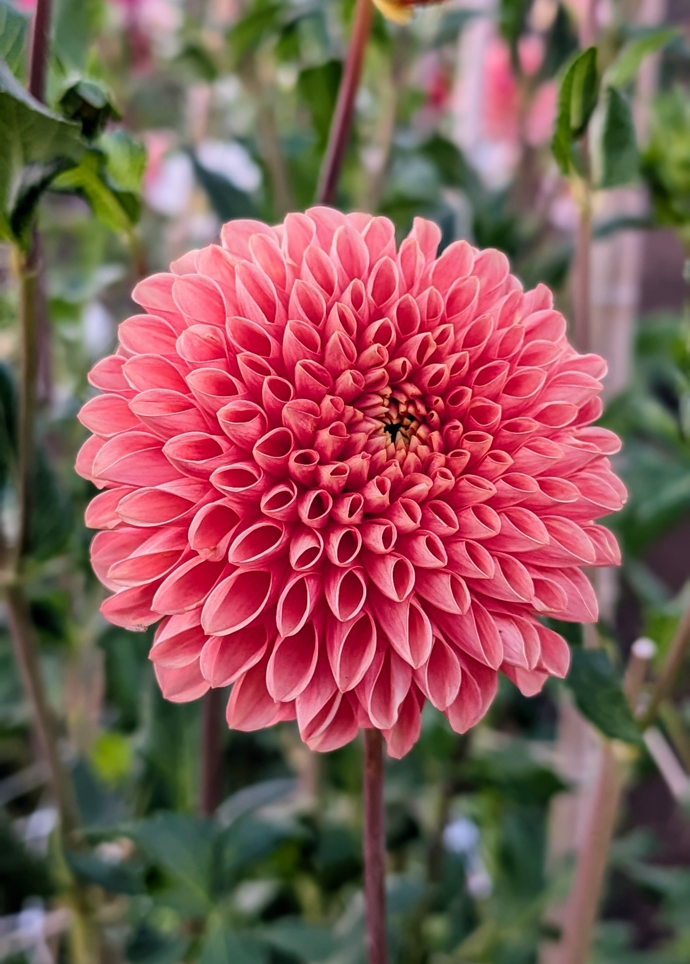 Jowey Linda dahlia bloom