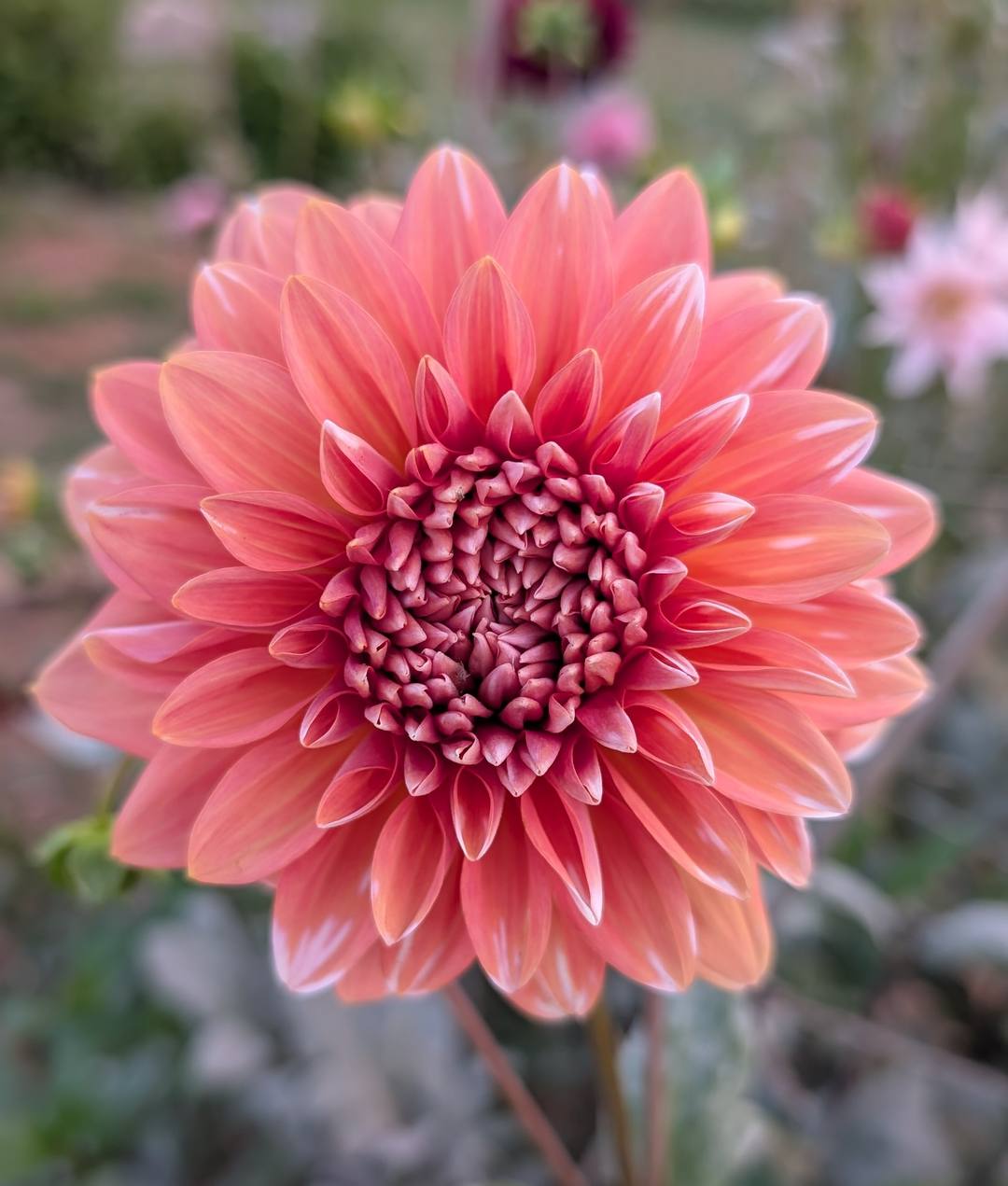 A La Mode dahlia bloom