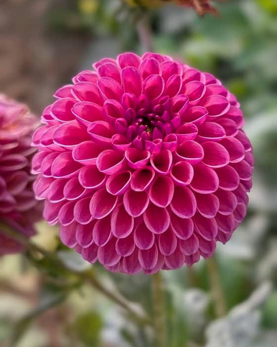 Isabel dahlia bloom