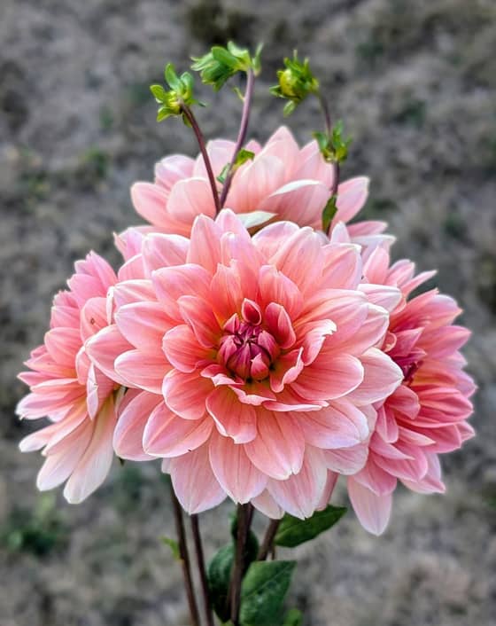 Yvonne dahlia bloom