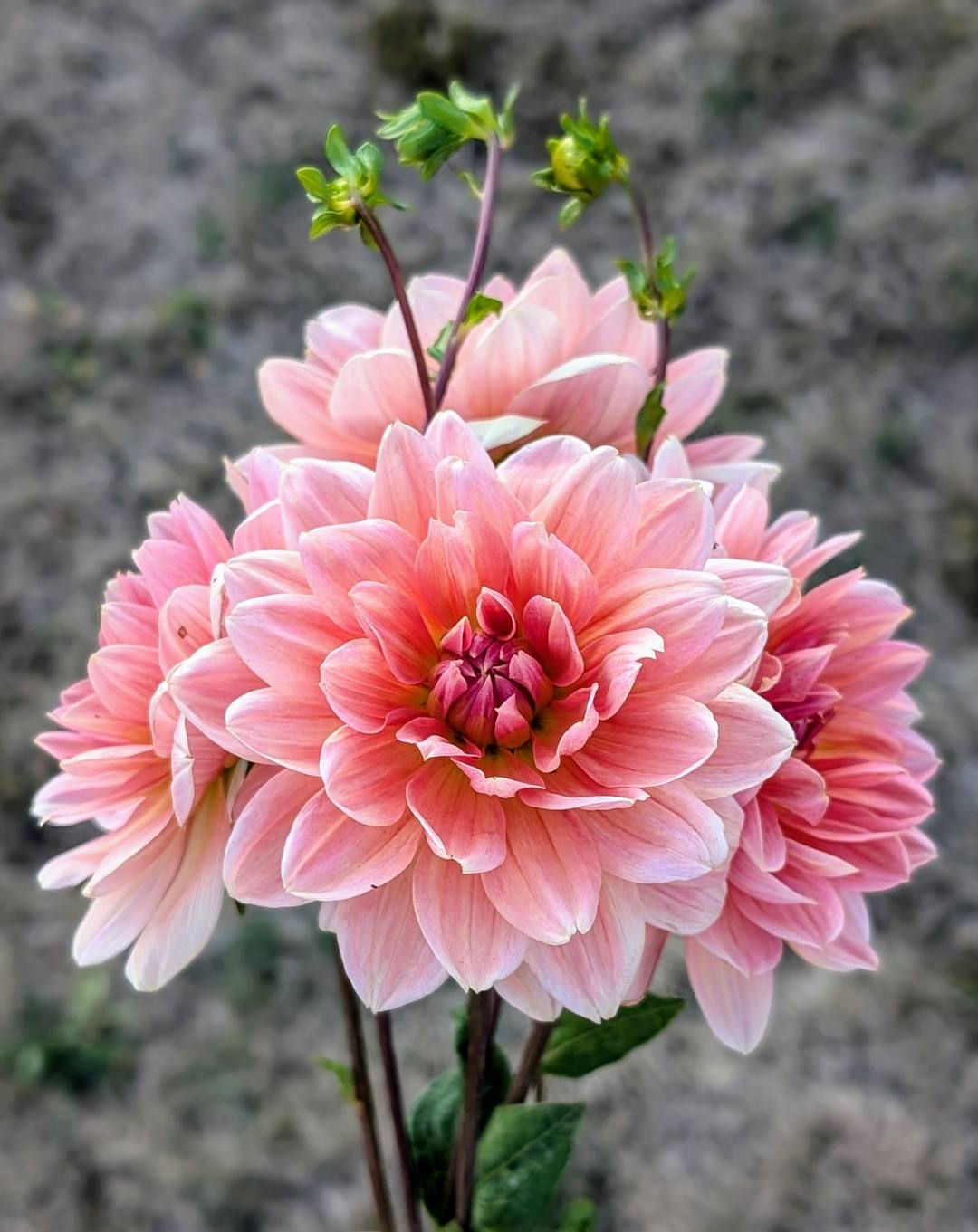 Yvonne dahlia bloom